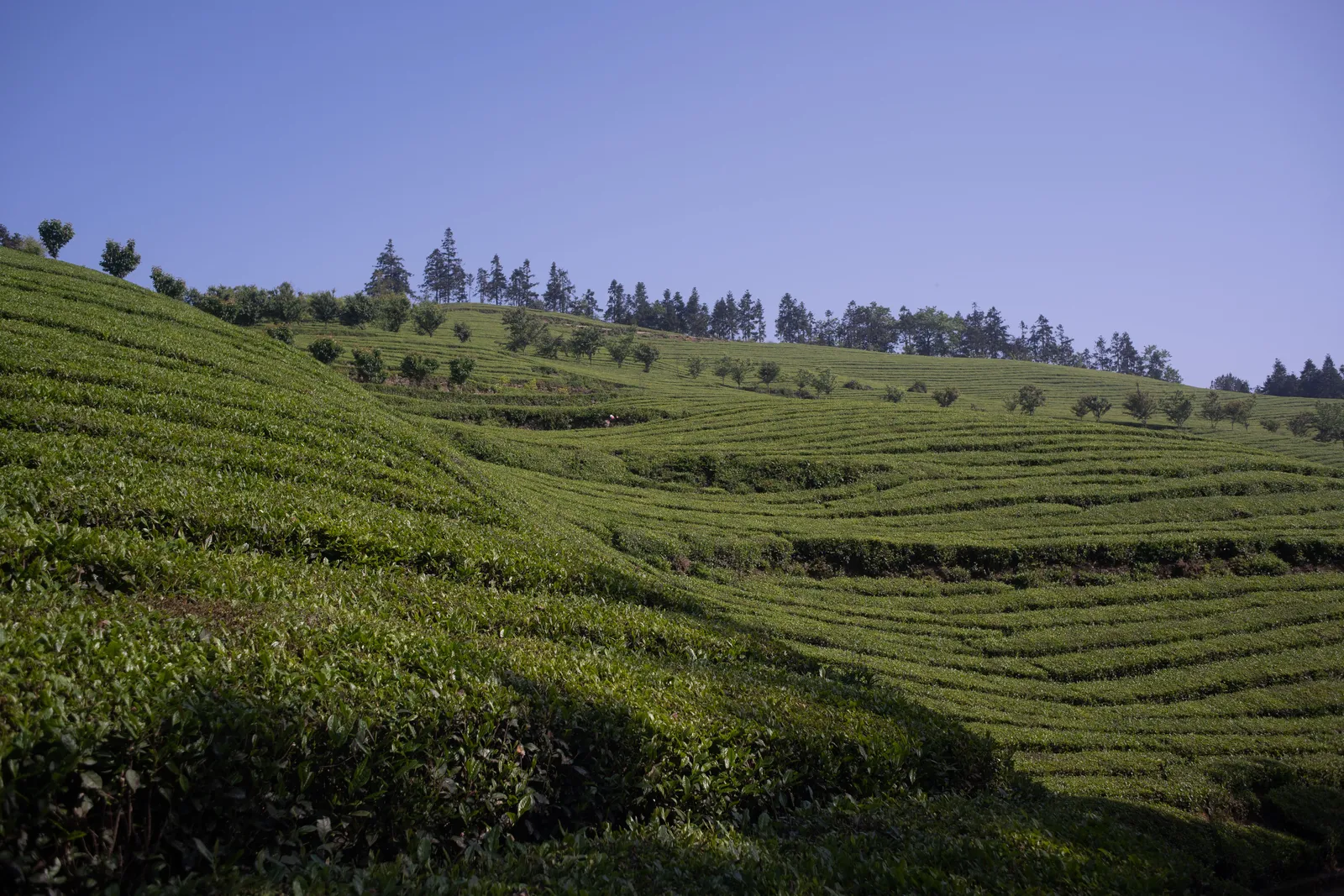 Rows of tea bushes on a hillside plantation near Chakvi in Adjara