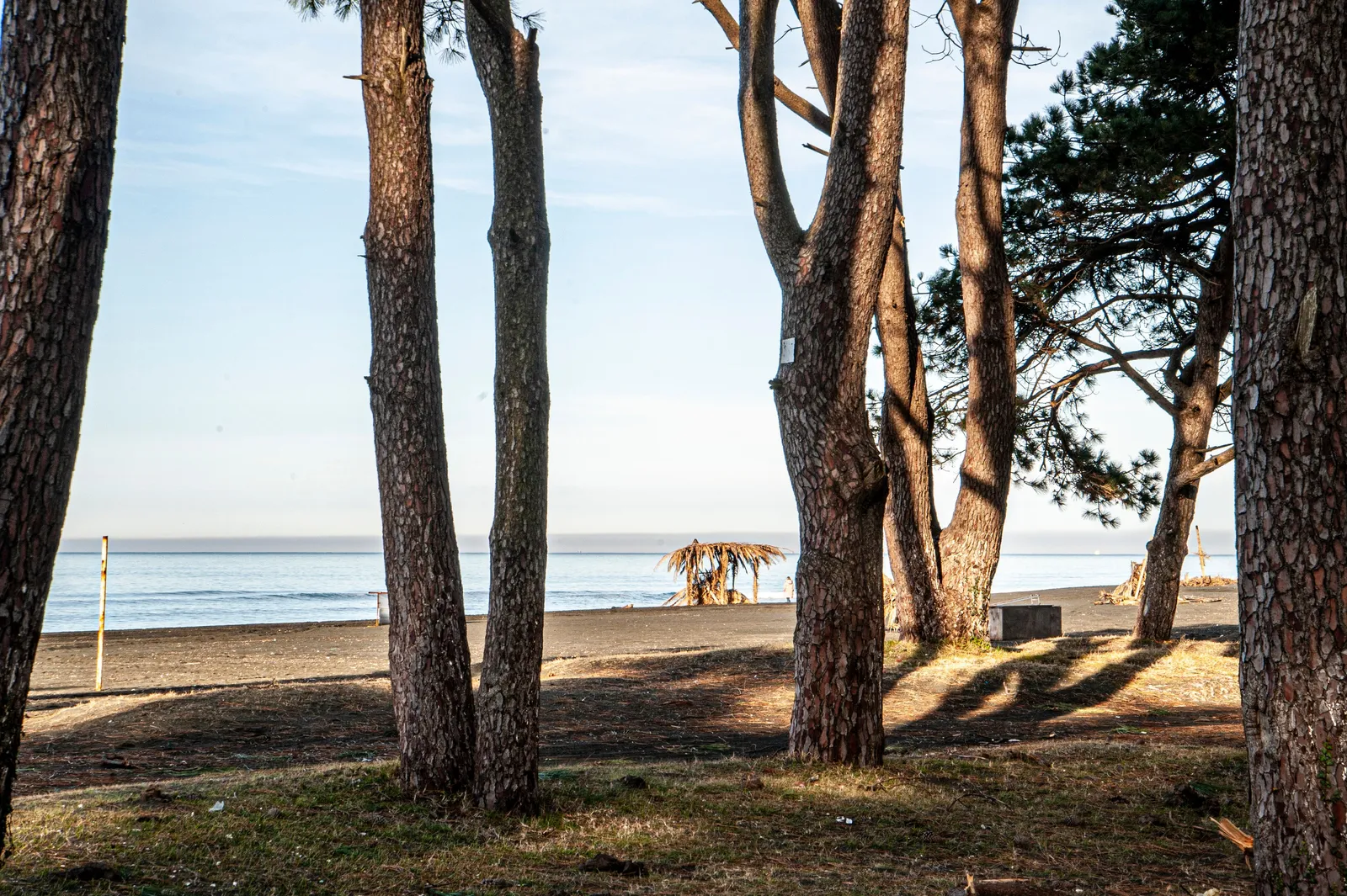 Dark fine sand and calm sea with pine trees behind the beach on the Georgian coast