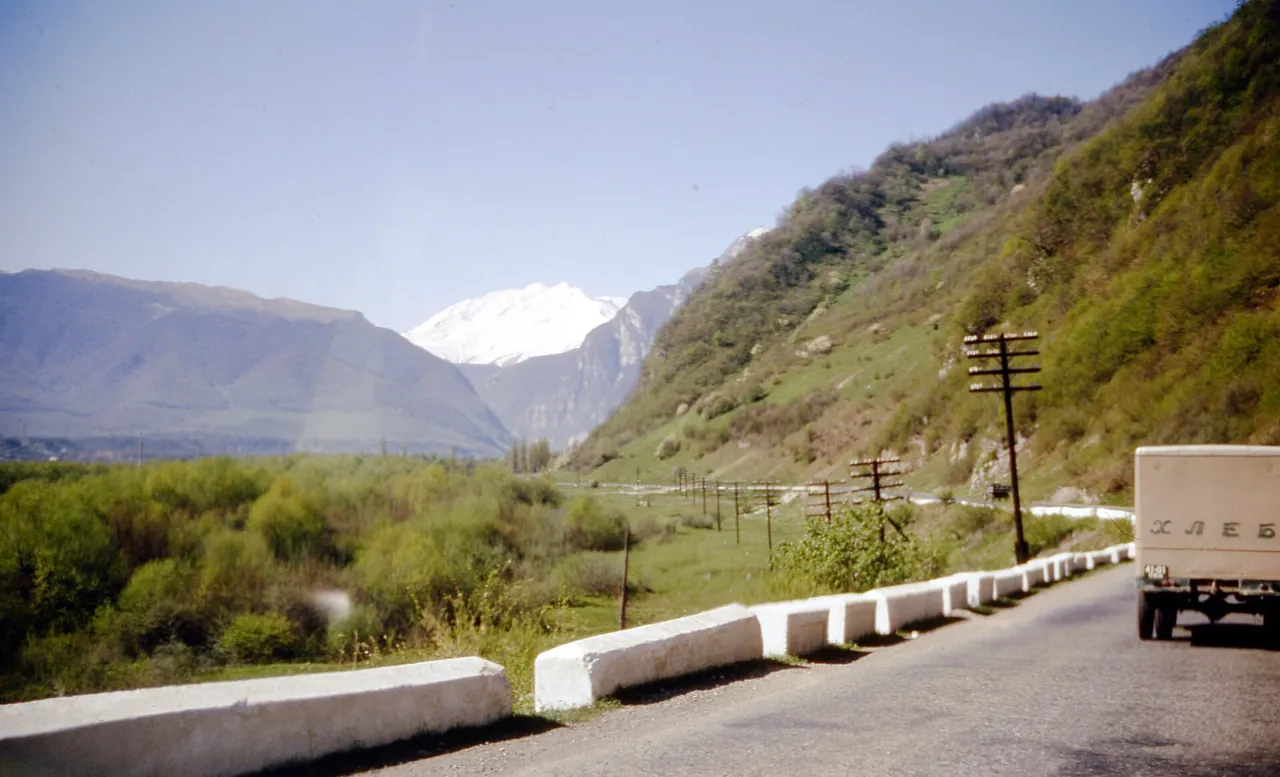 Livestock on a rural road in the Georgian countryside