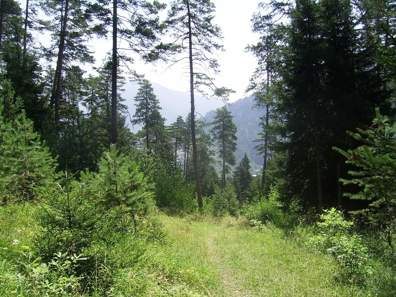 A path through tall pine and spruce forest in the Borjomi region, Georgia