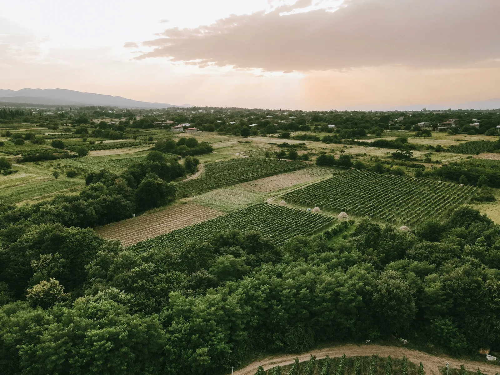 Vineyards and a hill town in the Kakheti wine region of Georgia