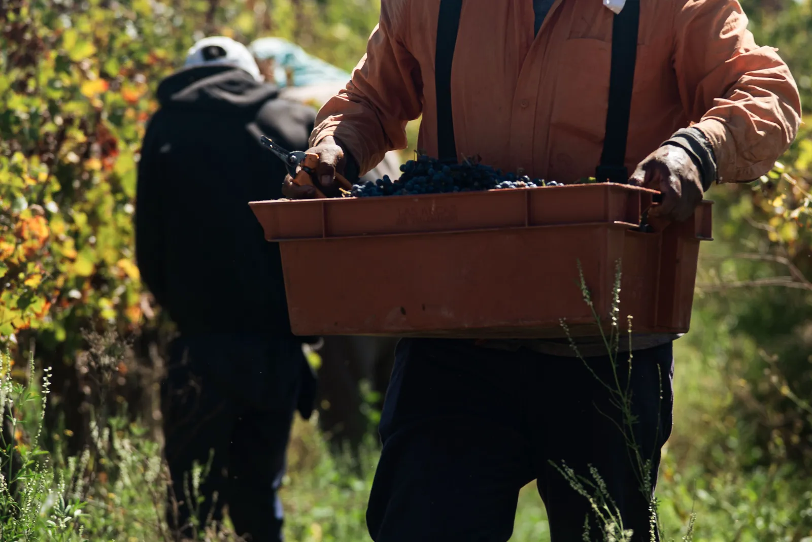 A picker carrying a full crate of dark grapes out of a vineyard in autumn colour
