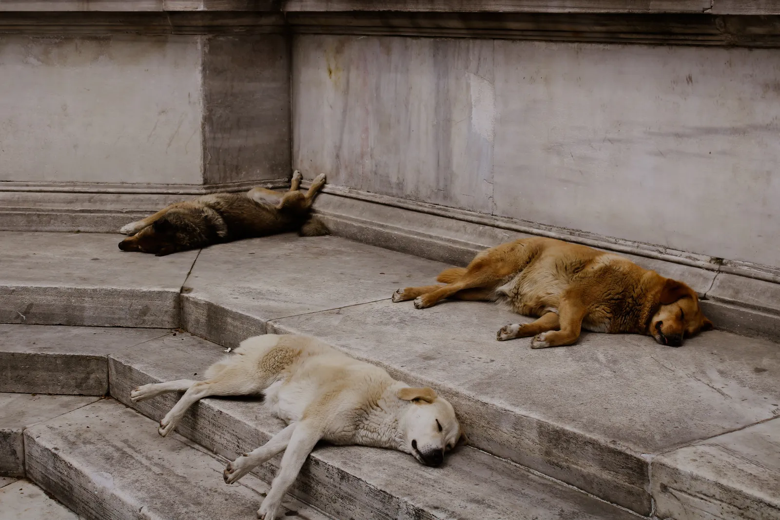 Stray dogs lying on stone steps