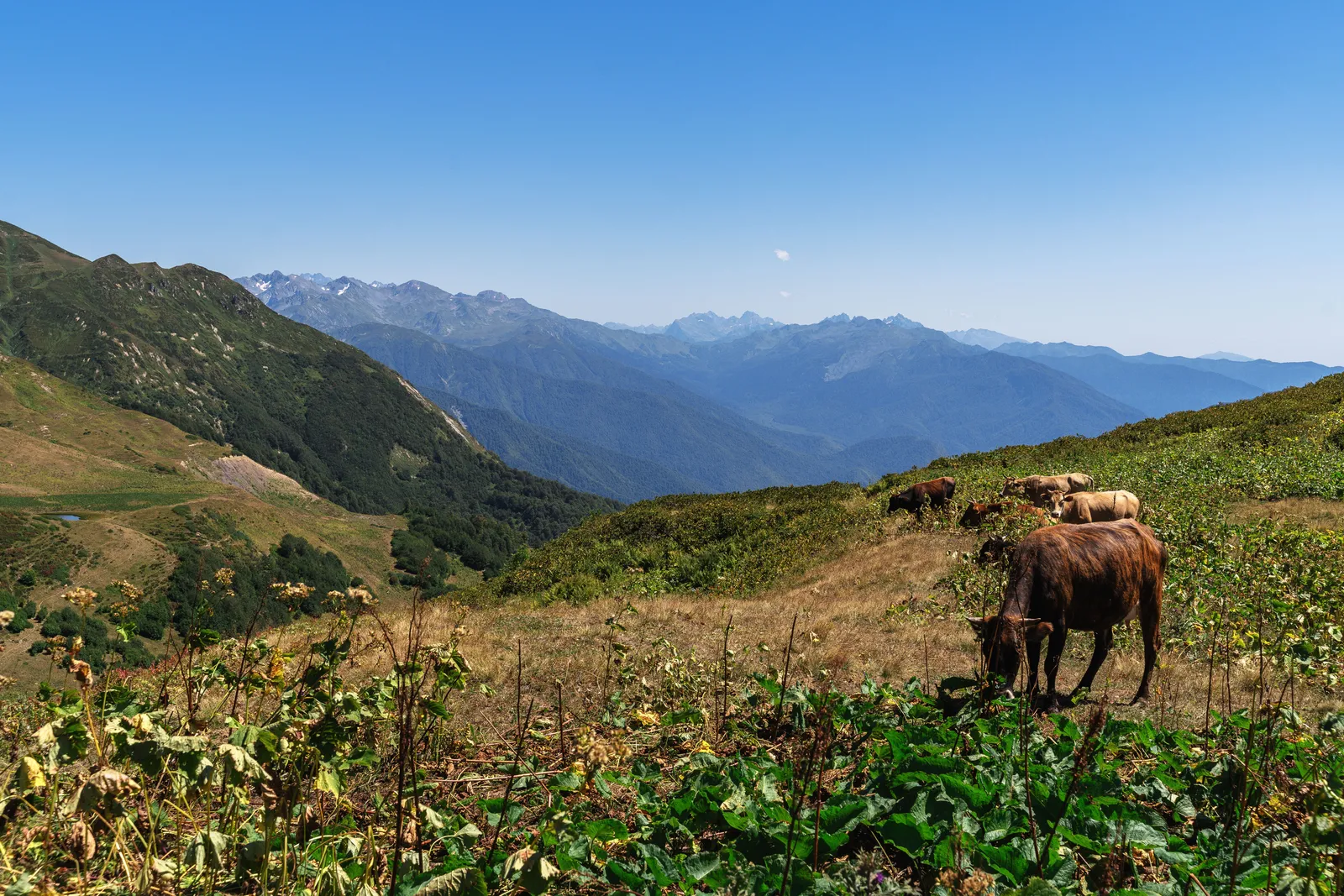 A high green mountain pass with grazing land and cloud below the ridge line in Georgia