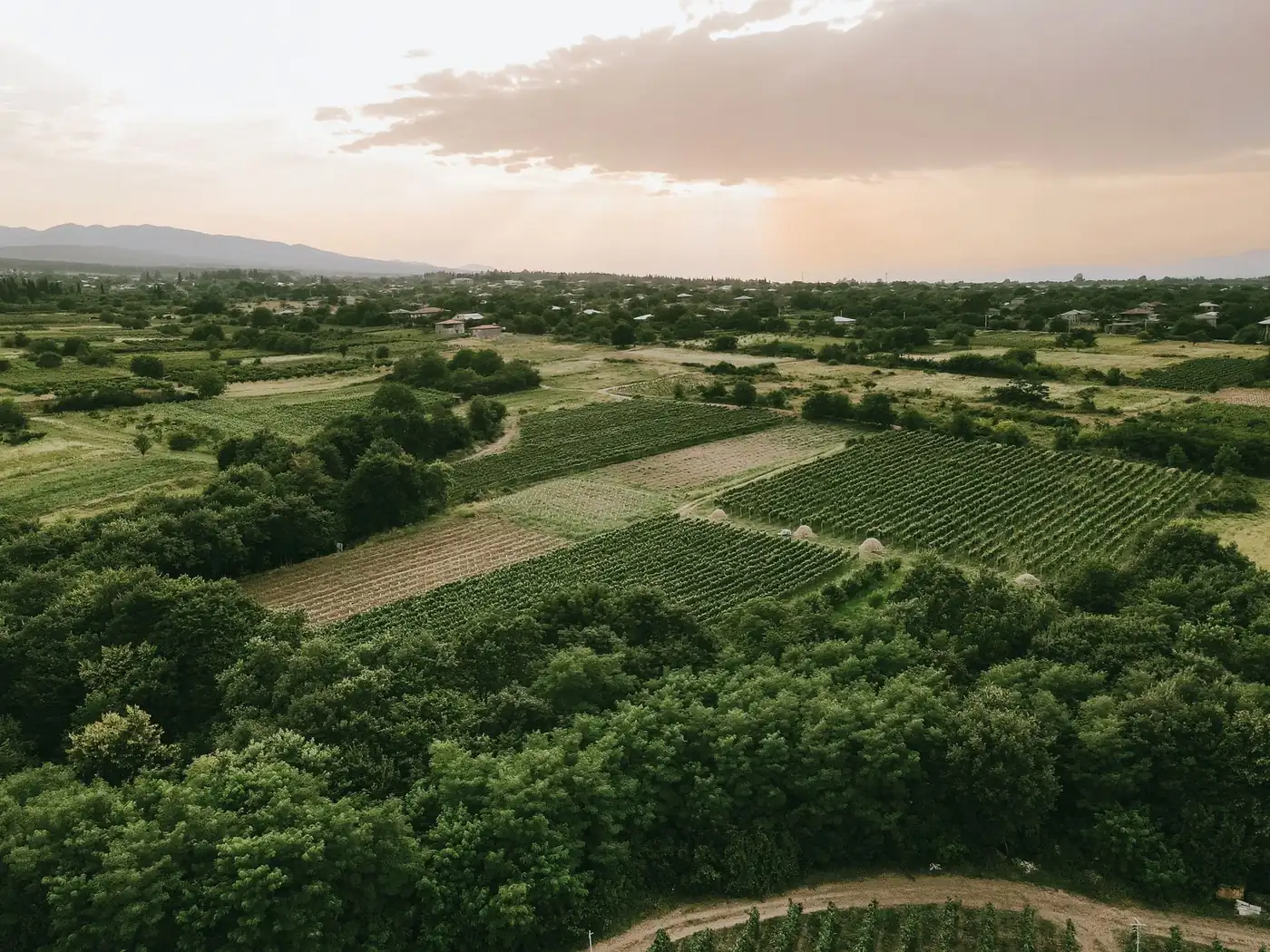 Rows of vines in the Kakheti wine region with the Caucasus mountains behind, Georgia