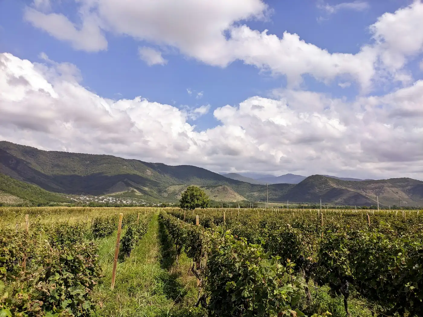 Vineyards stretching across the Alazani Valley in Kakheti wine region, Georgia