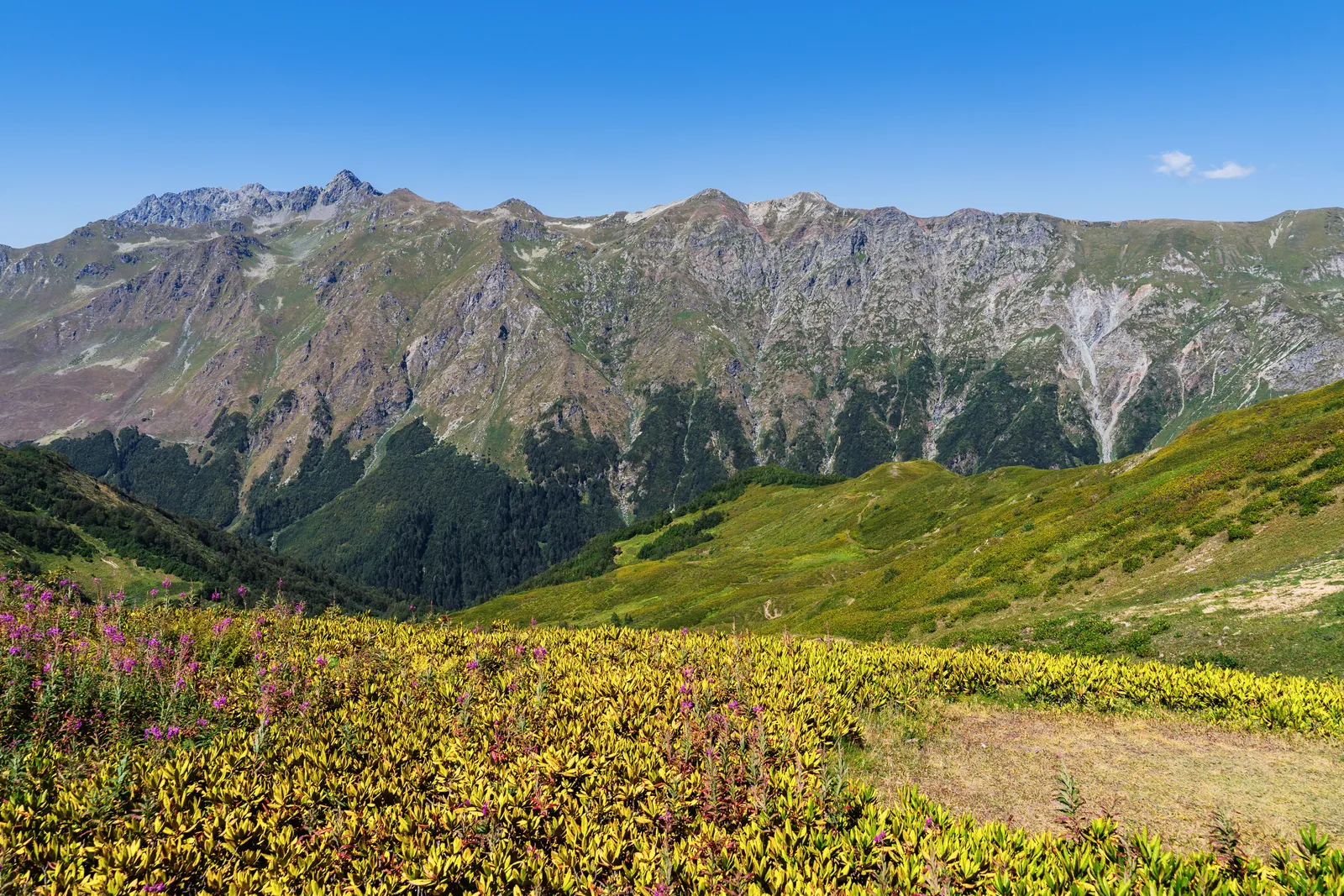 Alpine meadow with wildflowers below the Caucasus mountains in Georgia in summer