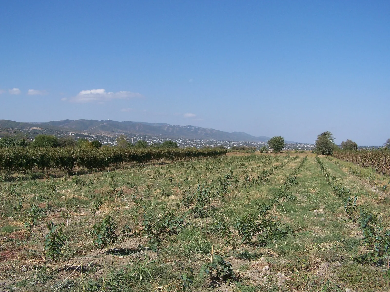 Rows of vines in a Kakheti vineyard with the plain behind, Georgia