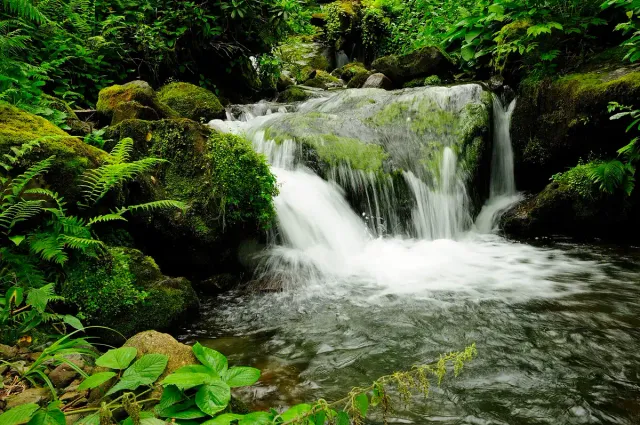 A tiered waterfall spilling over rocks in dense green forest
