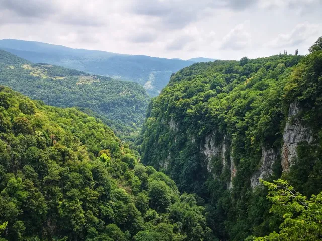 A deep forested canyon with pale rock cliffs and green hills on the horizon