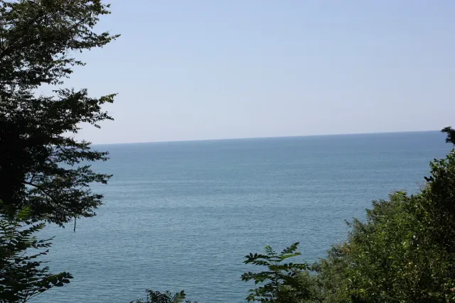 Dense trees framing an open sea view from a hillside