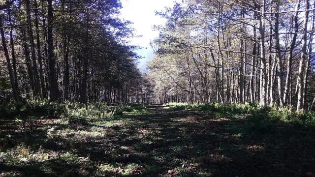A forest of slender trees with sunlight filtering between the trunks and a leaf covered floor