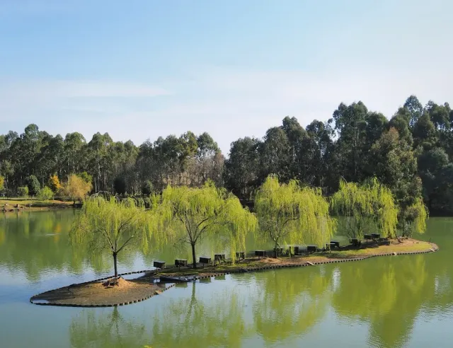 A greenish lake with a strip of island planted with weeping willows and benches, and tall trees behind