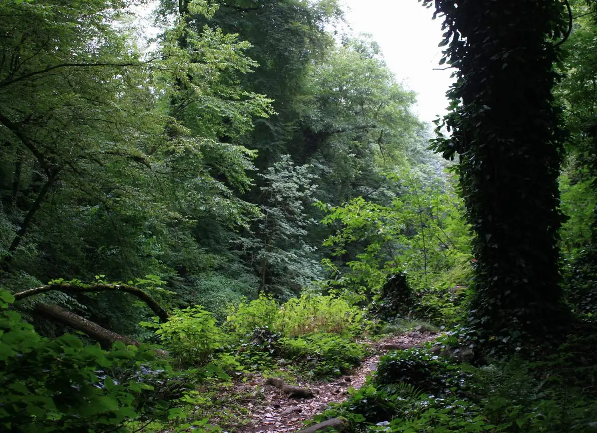 A narrow dirt path entering a dense green forest with ivy covered trunks