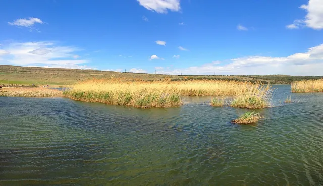 A shallow lake with yellow reeds in the foreground and low hills behind