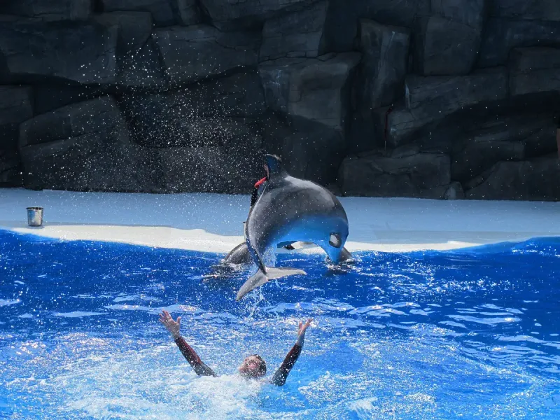 Two dolphins leaping above the blue pool at the Batumi dolphinarium, with a trainer in the water below them