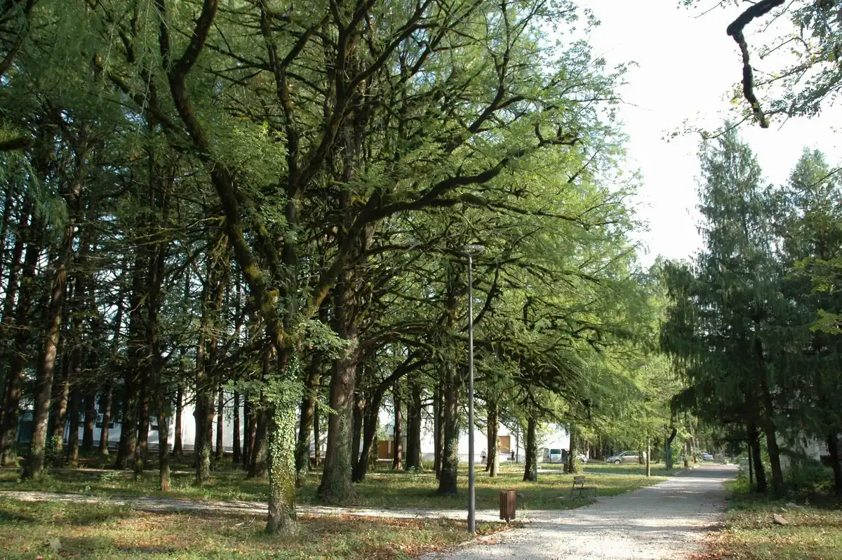 A path between tall trees in a park