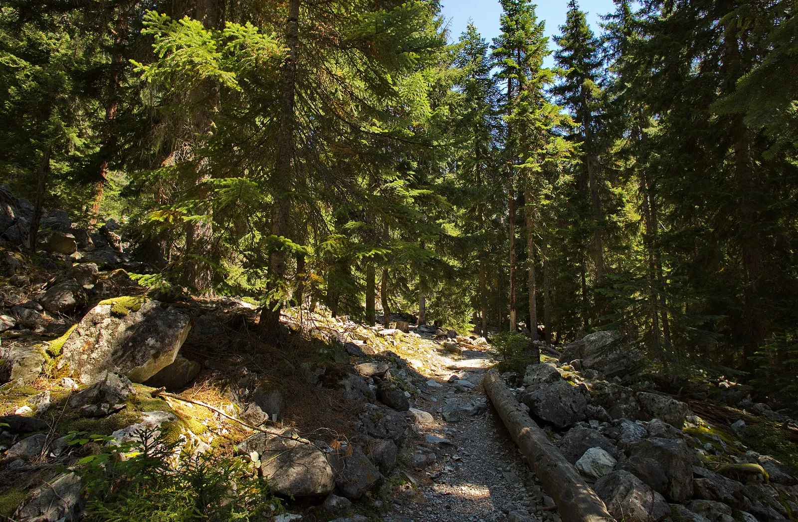 A rocky forest path on the trail up towards the Chalaadi glacier in Svaneti